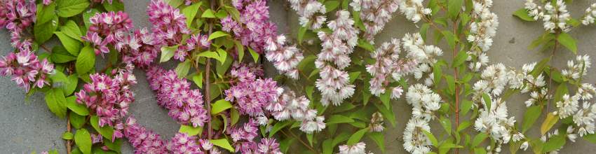 Deutzia odrudy 2009b